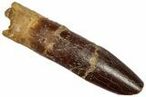 Fossil Sauropod Dinosaur (Titanosaur) Tooth - Morocco #332481-1
